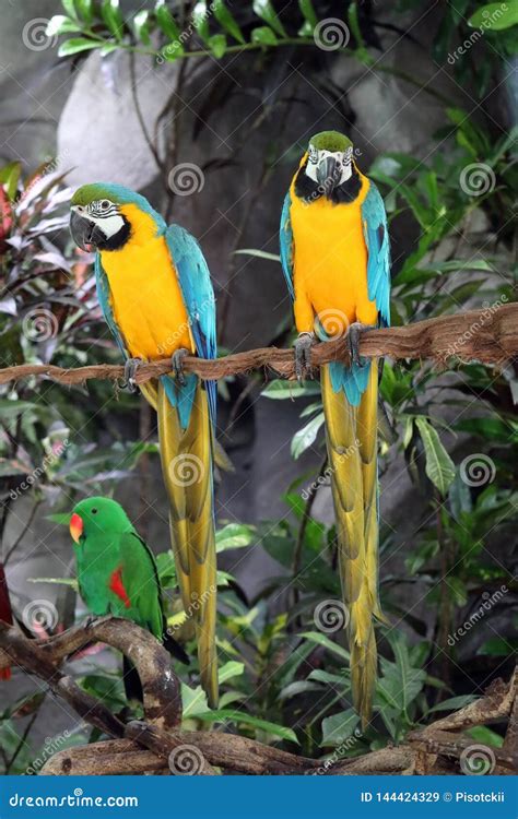 Ara Ararauna Two Colorful Blue And Yellow Macaw Parrots In Thailand