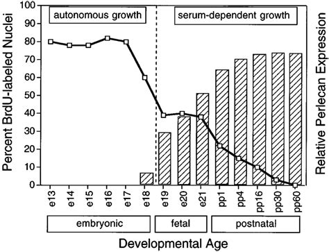 Inverse Correlation Between Perlecan Expression And SMC Replication