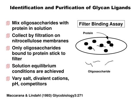 PPT Principles Of Glycan Recognition PowerPoint Presentation Free