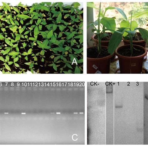 Molecular Assay Of Putative Transgenic Banana Plants A Plantlets For