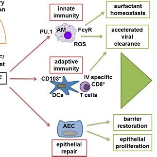 Gm Csf Modulated Immune Response To Iv Infection After Pulmonary Iv