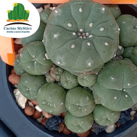 Cactithorns - Cactithorns added a new photo.