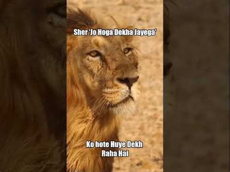 Jo Hoga Dekha Jayega Sher Sherni Meme Itsmemerop Youtube