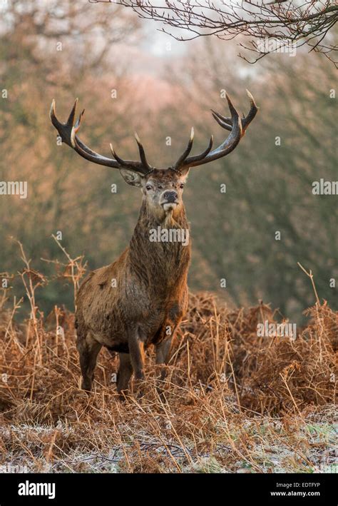 Stag Sun Winter Hi Res Stock Photography And Images Alamy