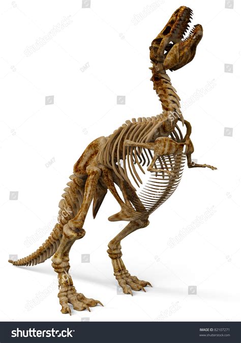 T-Rex Skeleton Stock Photo 82107271 : Shutterstock