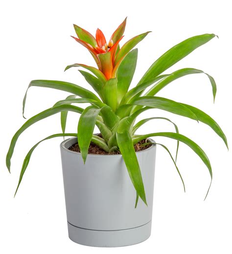 Costa Farms Live Indoor 12in Tall Assorted Bromeliad Bright Indirect Sunlight Plant In 4in