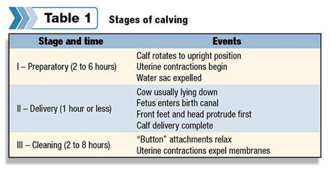 Stages of calving | Calving season, Tips, Difficult