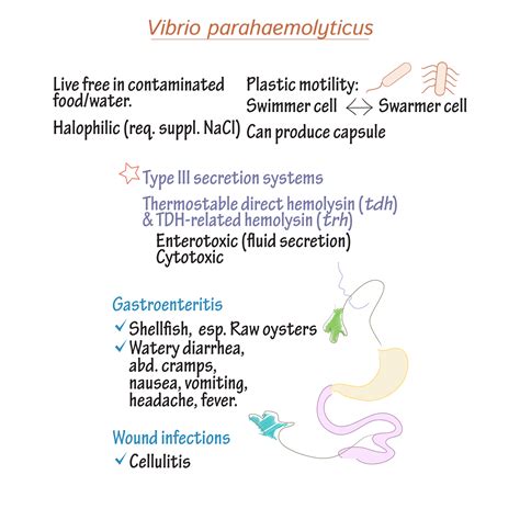 Immunology/Microbiology Glossary: Vibrio parahaemolyticus & Vibrio vulnificus | Draw It to Know It