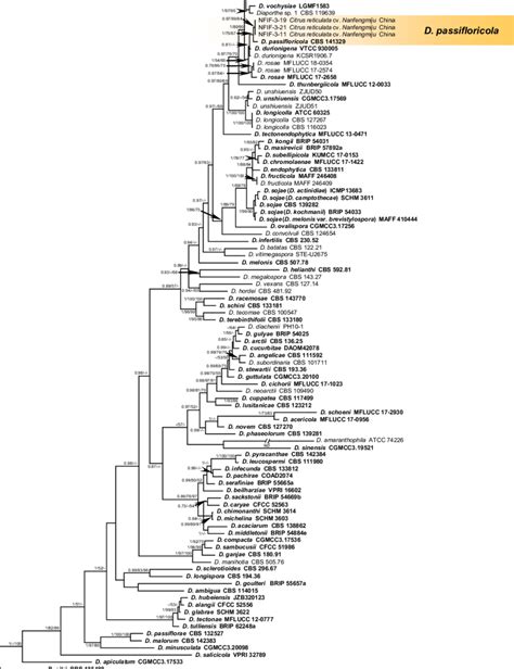 Bayesian Inference Phylogenetic Tree Is Generated From The Analysis Of