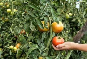 Guía Completa para Eliminar la Tuta Absoluta del Tomate Bioky