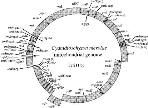 Figure 1 From Structure And Organization Of The Mitochondrial Genome Of