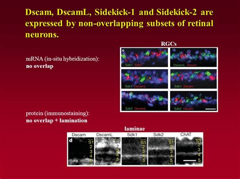 The Three Main Phases Of Neural Development 1 Genesis Of Neurons And