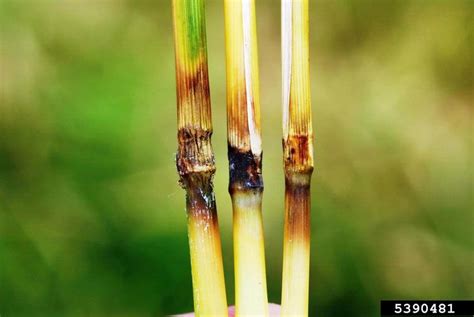 Gray Leaf Spot Magnaporthe Grisea On Rice Oryza Sativa