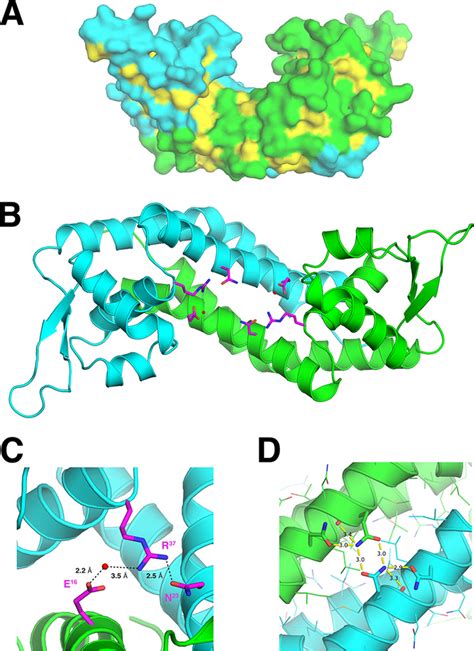 Hydrophobic Dimerization Interface And Hydrogen Bonds In The Rot Dimer