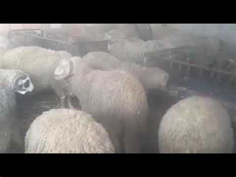 212 677 778233 Vente de moutons pour laïd بيع الأغنام للعيد Mechra