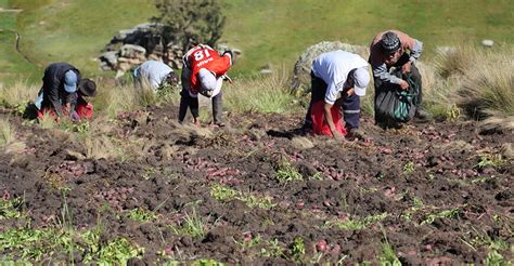 Inicia La Cosecha De Papas Nativas En Huancavelica