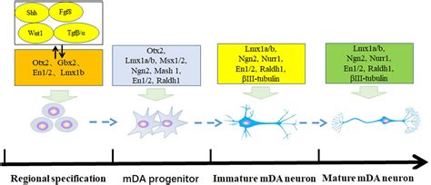 Frontiers Current Approaches And Molecular Mechanisms For Directly