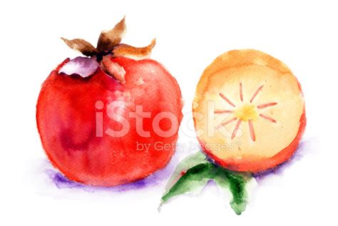 Persimmon Watercolor Illustration Stock Photo Royalty Free Freeimages