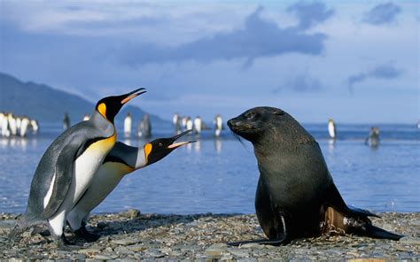 Wallpaper Birds Penguins Animals Beach Wildlife Penguin Beak