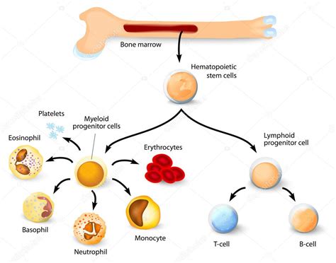 Células Madre Hematopoyéticas Vector De Stock Por ©edesignua 43922447