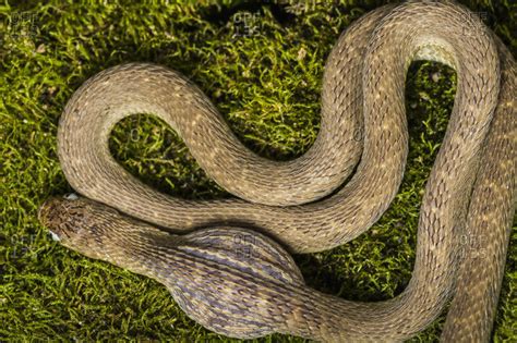 A Snake With The Shape Of A Swallowed Egg In His Body Stock Image