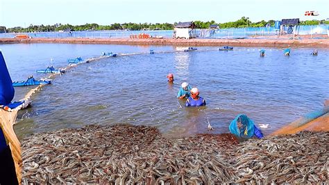 Prawn Shrimp Harvesting Techniques In Traditional Shrimp Culture YouTube