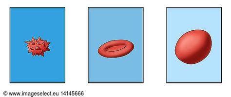 Osmosis In Red Blood Cells Osmosis In Red Blood Cells Illustration