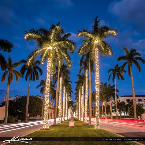 Royal-Palm-Tree-Christmas-Lights-Palm-Beach-Island by CaptainKimo on ...