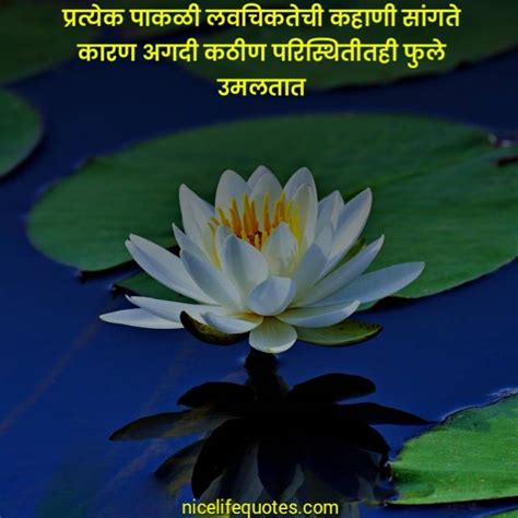 101 Flower Quotes In Marathi फुलावर सुंदर सुविचार मराठीत