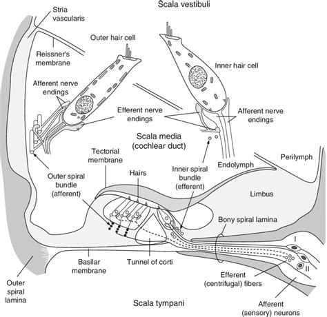 1 Schematic Drawing Of A Cross Section Of The Cochlea Showing The Organ Download Scientific