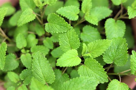 Beginner S Guide To Growing Lemon Balm