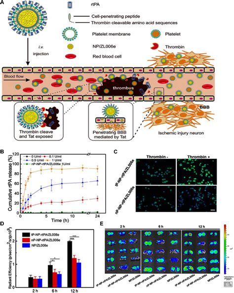 Frontiers Application Of Stimuli Responsive Nanomedicines For The