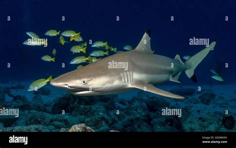 Blacktip shark (Carcharhinus limbatus) in Maldives Stock Photo - Alamy