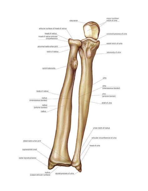 Human Arm Bone Anatomy Forearm Anatomy Bones Forearm Anatomy | The Best Porn Website