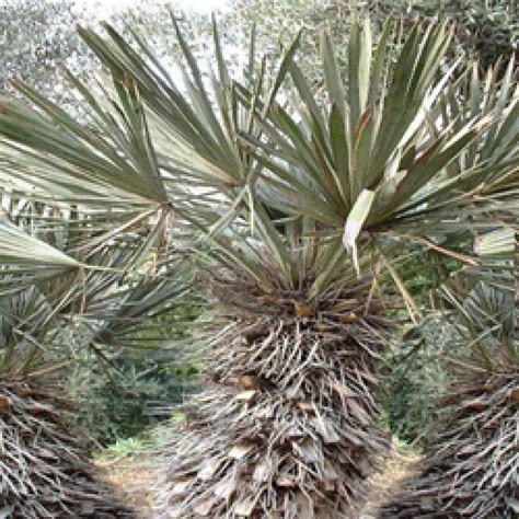 Trithrinax Campestris Palmier Trident Copernicia Campestris