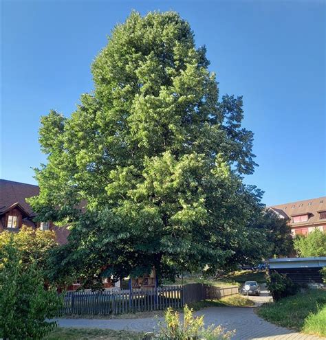 Tilia Tomentosa Brabant Silberlinde Gartenpflanzen Daepp