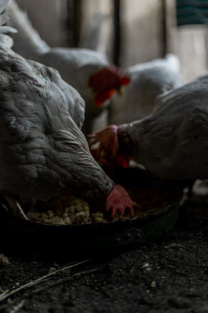 Los pollos blancos con mechones rojos comen grano de un tazón pollos