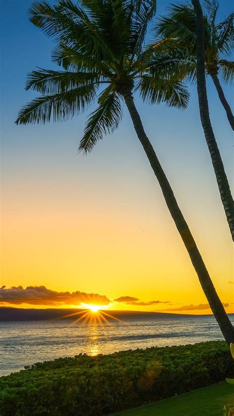 Palmy Na Hawajskiej Pla Y Kaanapali Beach Tapeta Na Telefon