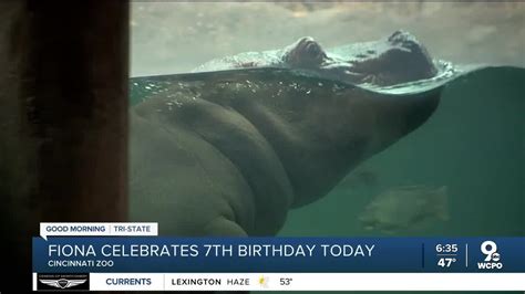 Fiona The Hippo Celebrating Her 7th Birthday Against All Odds Youtube