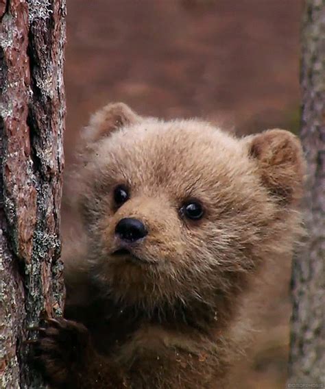 Biomorphosis Baby Brown Bear Baby Animals Cute Baby Animals