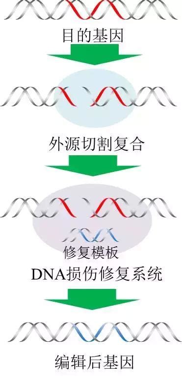 一口气告诉你，基因编辑技术的“前世今生” 每日头条