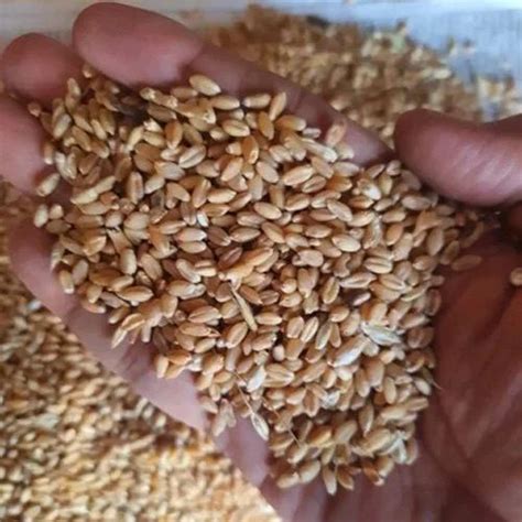 Golden Kg Lockvan Wheat At Rs Kg In Surat Id