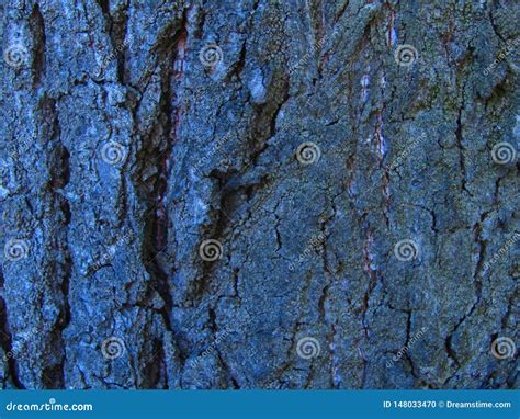 Corteza De Rbol Oscura Foto De Archivo Imagen De Madera