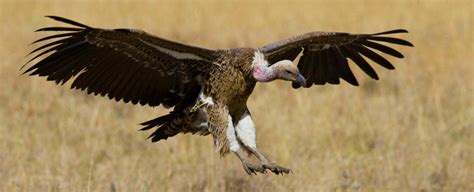 Vulture Symbolism, Vulture Meaning, Vulture Totem, Vulture Dream