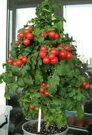 Pin by عکس ... 🍁 on VF | Edible garden, Veg garden, Garden styles