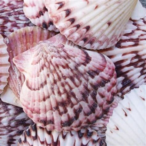 Calico Scallop Shell Etsy