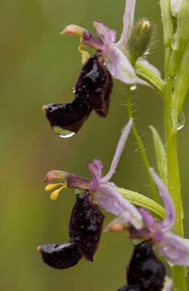 2 Pollinia Stock Pictures, Editorial Images and Stock Photos | Shutterstock