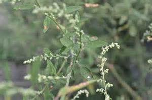 Pigweed - Watching for WildflowersWatching for Wildflowers