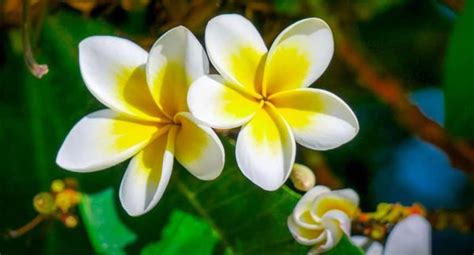 Les Fleurs De Martinique Madinina L Le Aux Fleurs