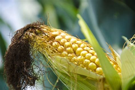 Boosting Corn Yields In 2023 Ohio Ag Net Ohios Country Journal